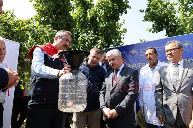 Akyazı'da binlerce samuray arı doğaya bırakıldı