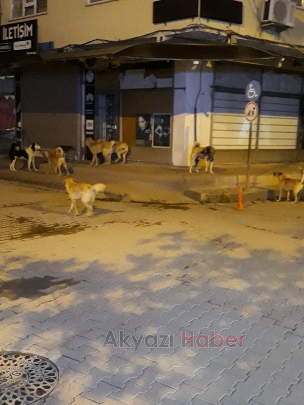 Akyazı Da Sokak Köpekleri Tehlike Saçıyor