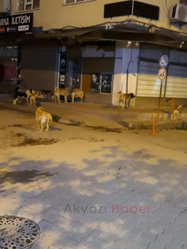 Akyazı Da Sokak Köpekleri Tehlike Saçıyor