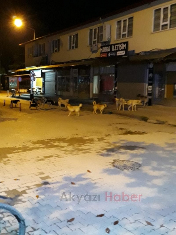 Akyazı Da Sokak Köpekleri Tehlike Saçıyor