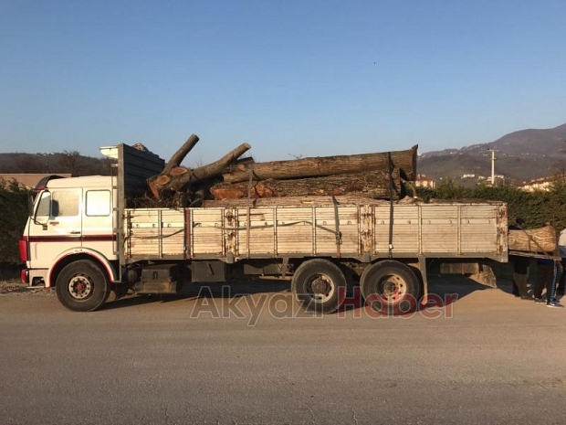 15 Ton Kaçak Ağaç Yakalandı