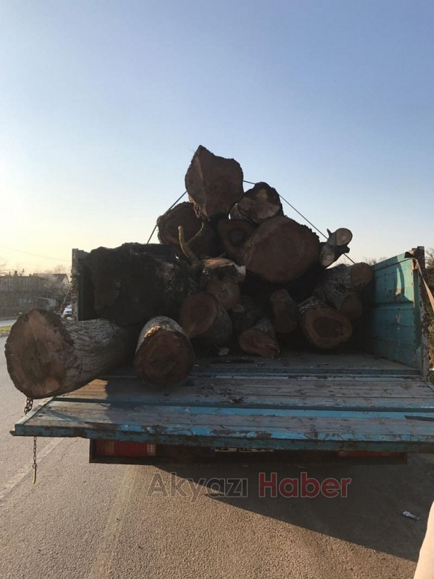 15 Ton Kaçak Ağaç Yakalandı