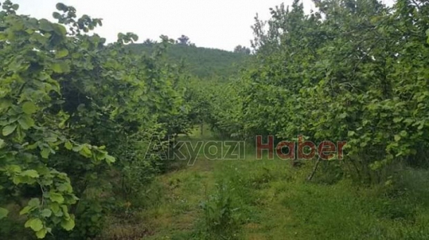 Acil Satılık Fındık Bahçesi