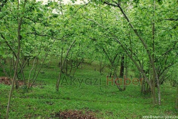 Acil Satılık Fındık Bahçesi