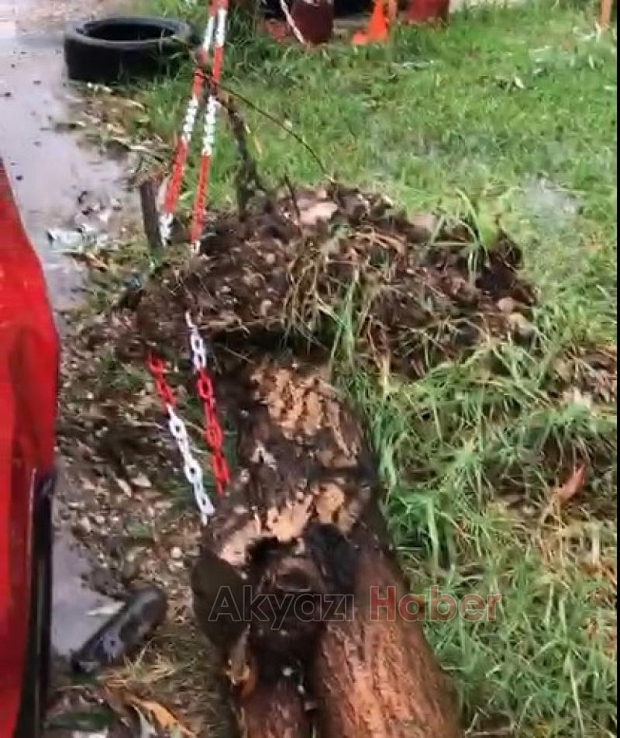 Ağaç Otomobilin Üzerine Devrildi