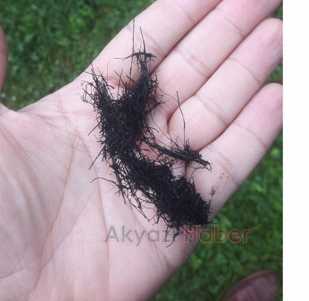 Ağaca Yıldırım Düştü 