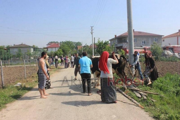 Ahır Yangını Korkuttu