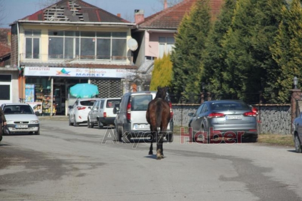 Ahırdan kaçan at tehlike oluşturdu