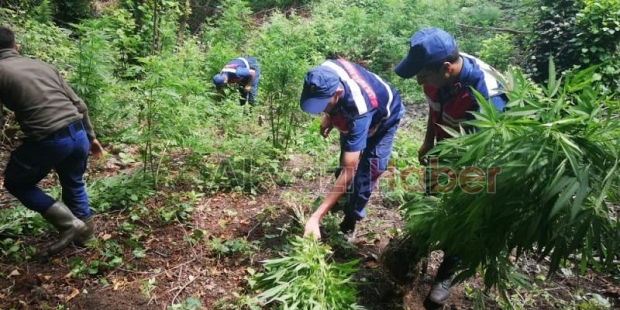 Akyazı'da Kenevir Operasyonu