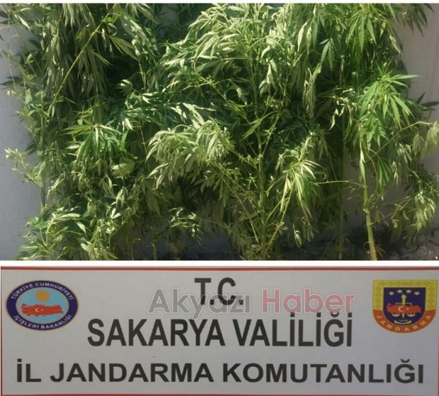 Akyazı'da Kenevir Operasyonu
