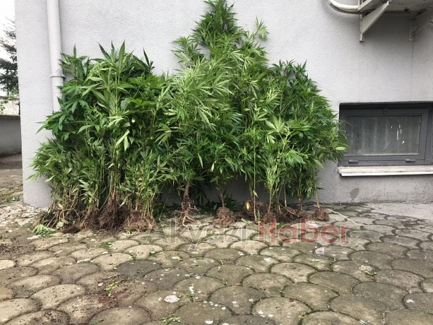 Akyazı'da Kenevir Operasyonu