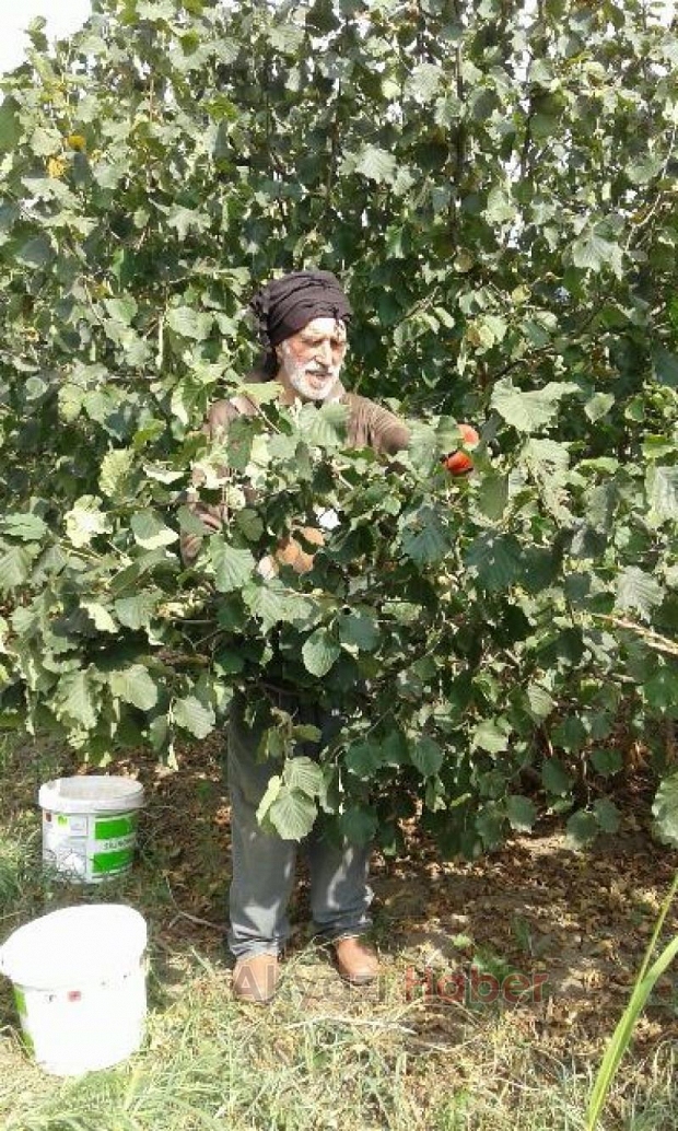 Akyazı Fındık Toplamaya Başladı