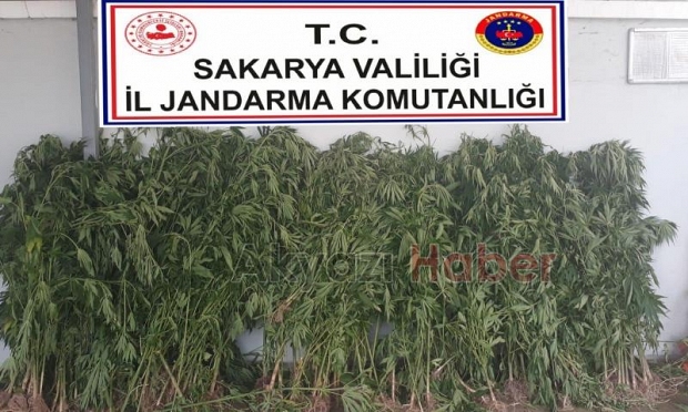 Akyazı jandarmasından kenevir operasyonu