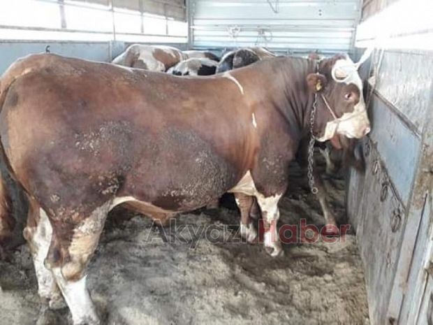 Akyazı KaliçGross Markette Kampanya