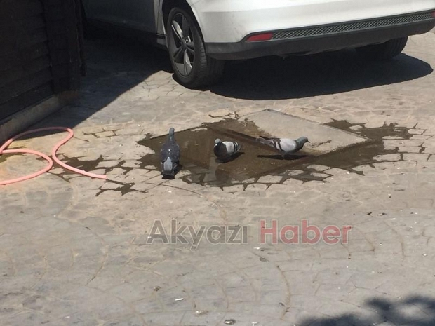 Akyazı Kavruluyor