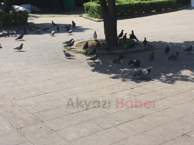 Akyazı Kavruluyor
