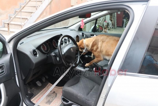 Akyazıda eve Narkotik köpeğiyle baskın