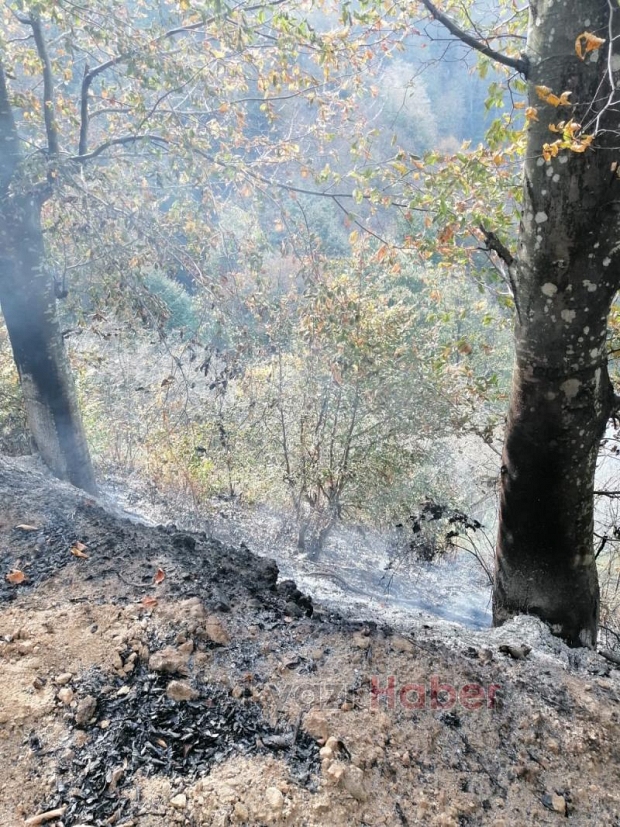 Akyazıda orman yangını