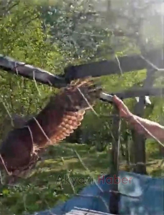 Akyazıda tavuk kümesine atmaca girdi
