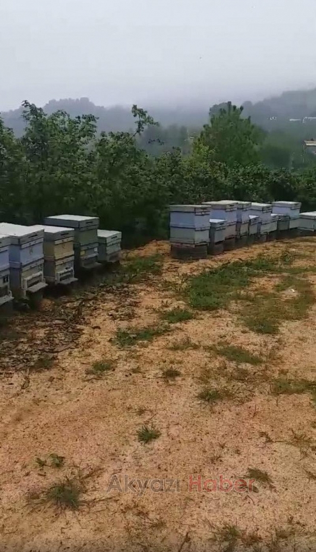 Arıları ölen Akyazı çiftçinin zirai ilaç isyanı