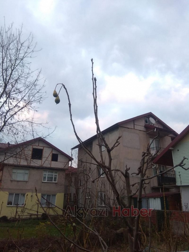 Armut ağacı kışın meyve verdi