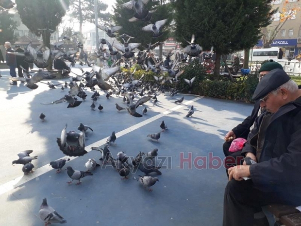 BESLEDiĞi iKi GüVERCiNi ALIP GiTTi