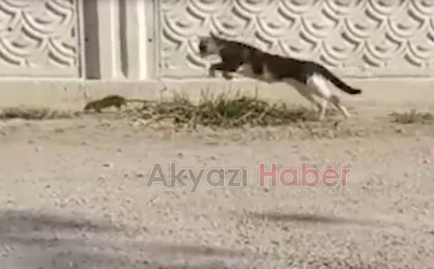 Değirmende büyüyen fare gök gürültüsünden korkmazmış