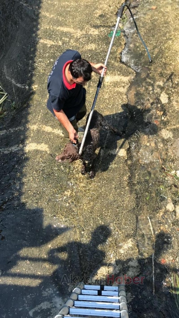 Dere yatağında mahsur kalan köpeği itfaiye kurtardı