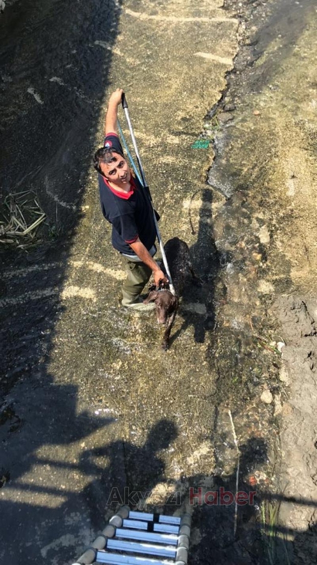 Dere yatağında mahsur kalan köpeği itfaiye kurtardı