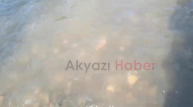 DEREYE HAYVAN GÜBRESİ ATTILAR