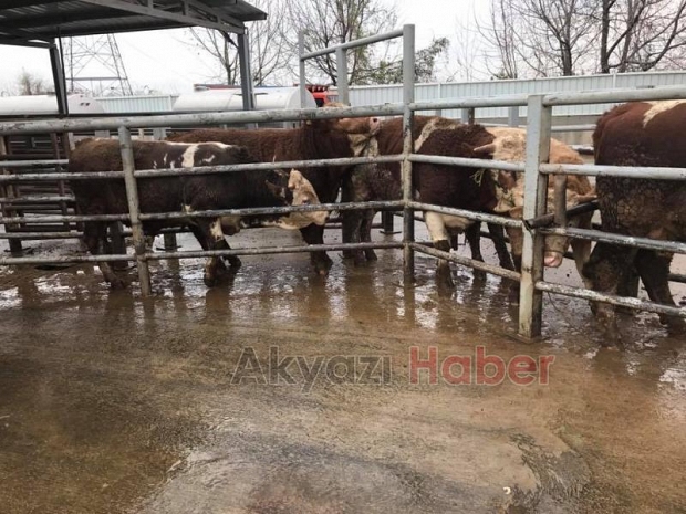 En Güvenilir ve Taze Et Kardeşler Et Dünyası’nda