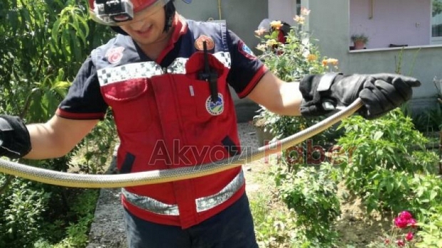 Evde yılan korkusu itfaiye çıkardı