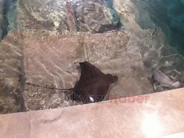 Fatih İlkokulu Yıl Sonu Gezisini İstanbul' a Yaptı