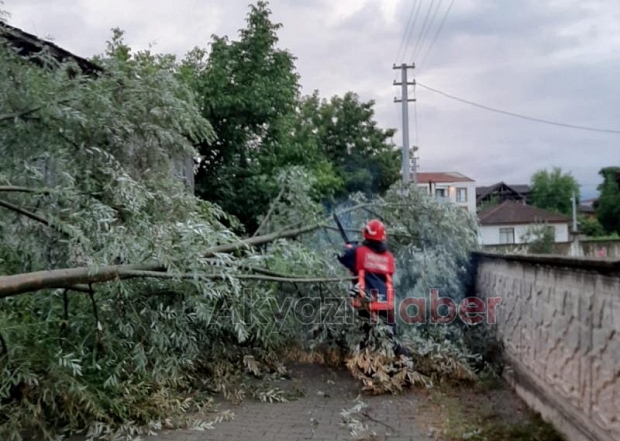 Fırtınaya Dayanamayan Ağaç Devrildi
