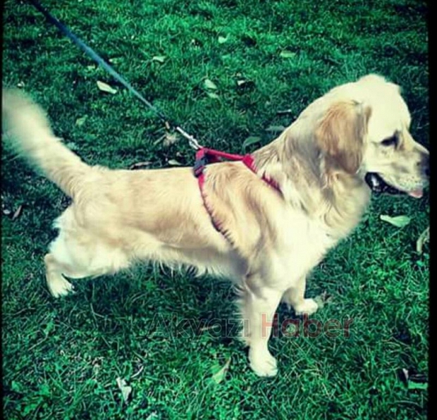Golden Cinsi Köpek Kayıp