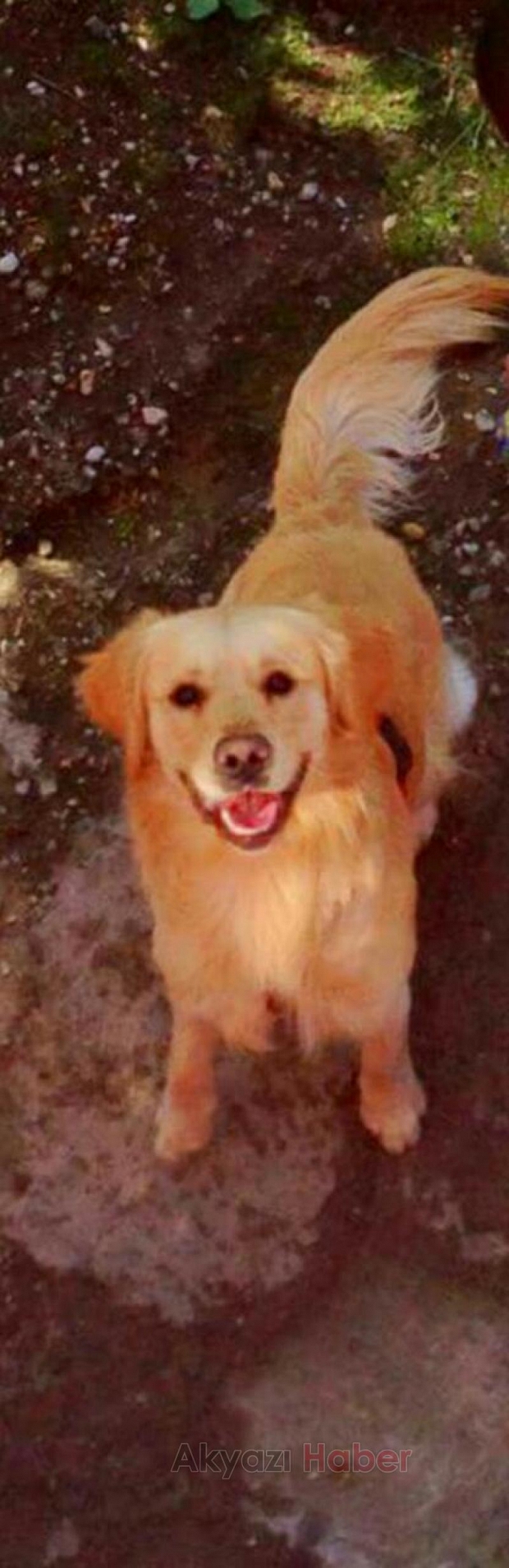 Golden Cinsi Köpek Kayıp