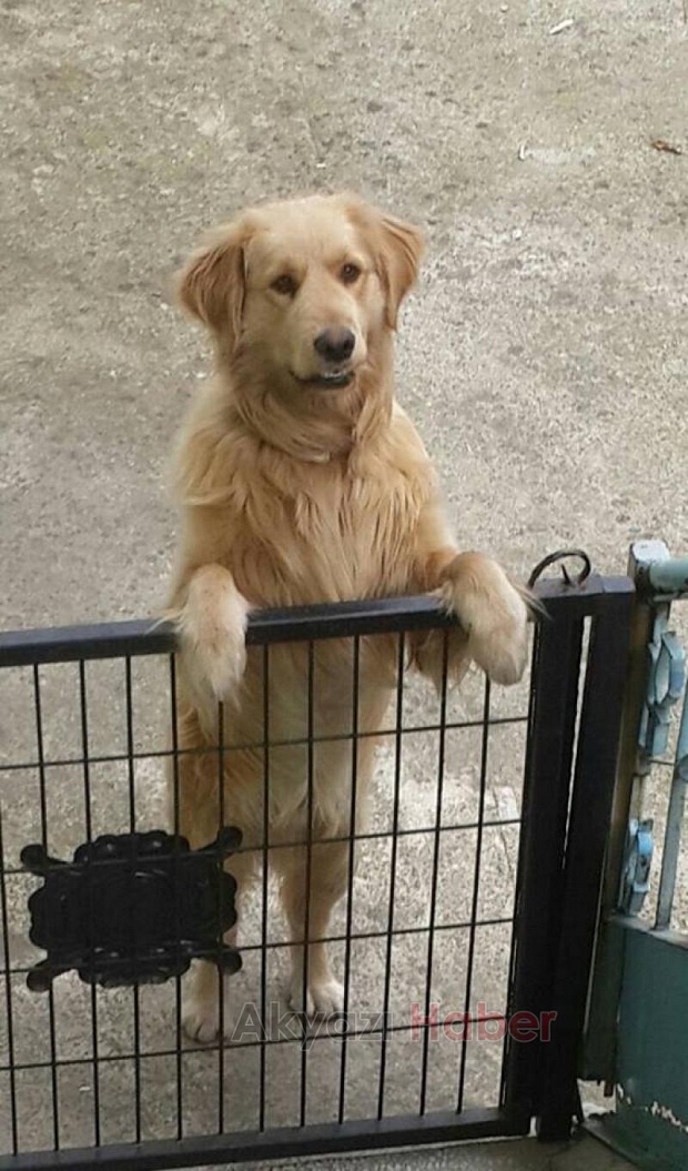 Golden Cinsi Köpek Kayıp