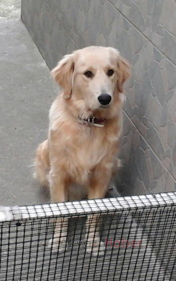 Golden Cinsi Köpek Kayıp