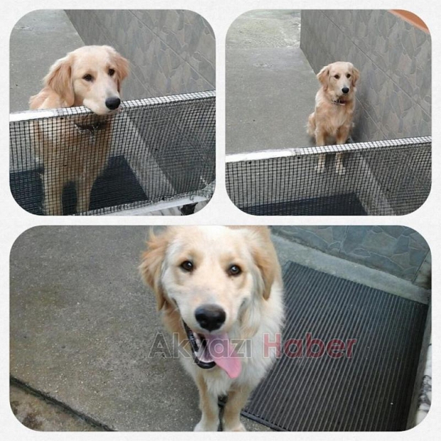 Golden Cinsi Köpek Kayıp