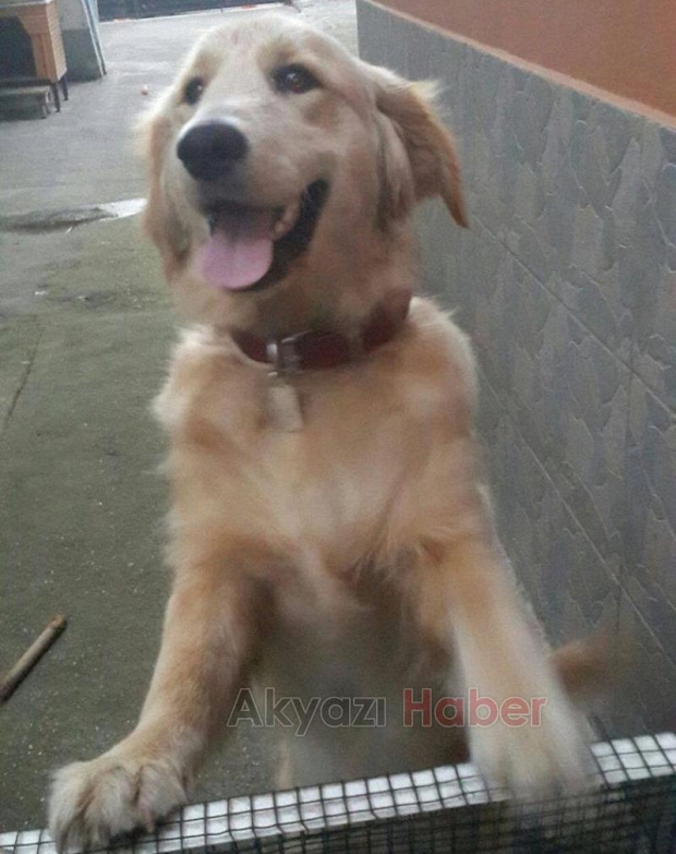 Golden Cinsi Köpek Kayıp
