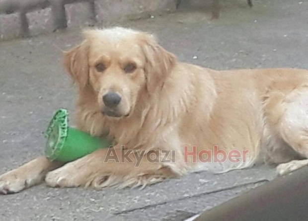 Golden Cinsi Köpek Kayıp