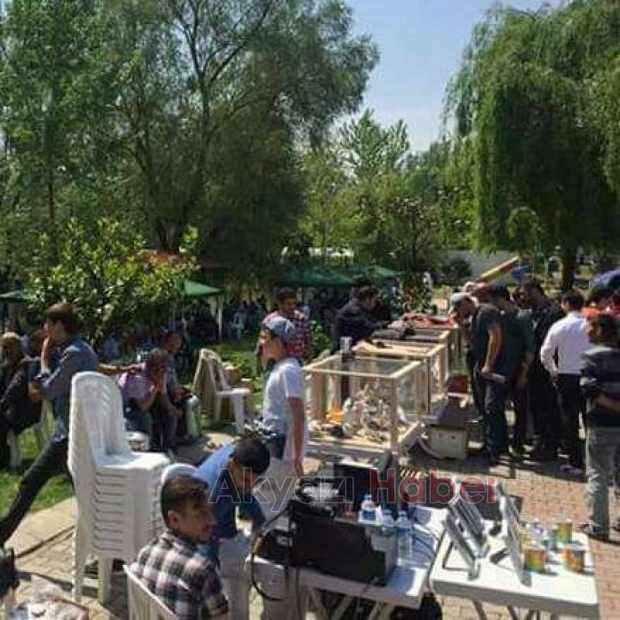 Güvercin Severler Bu Festivalde Buluşuyor