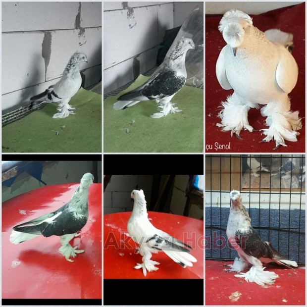 Güvercin Severler Bu Festivalde Buluşuyor