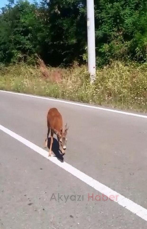 Güzlek yolunda Yavru geyik ilgi odağı oldu