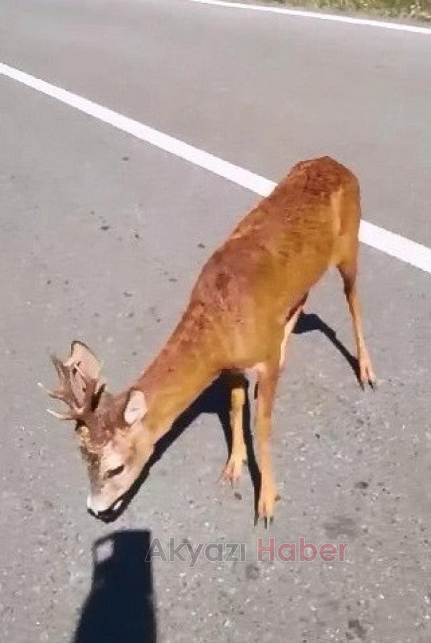 Güzlek yolunda Yavru geyik ilgi odağı oldu