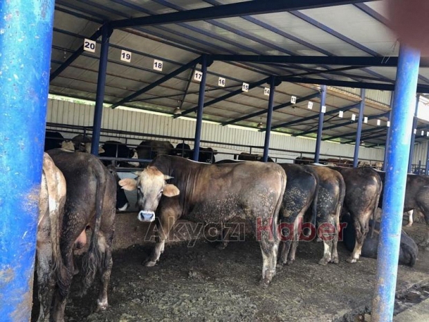 İkizler Besi Hisse ve Kurbanlık Satışları Başladı