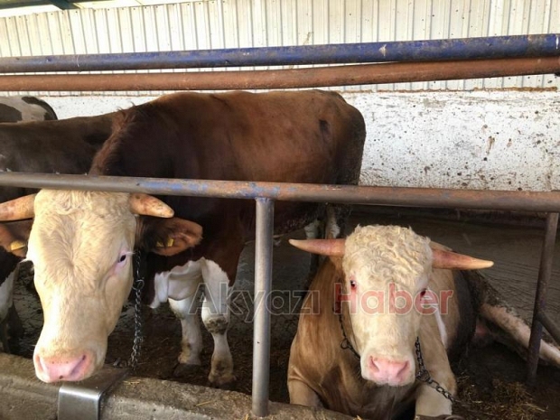İkizler Besi Hisse ve Kurbanlık Satışları Başladı
