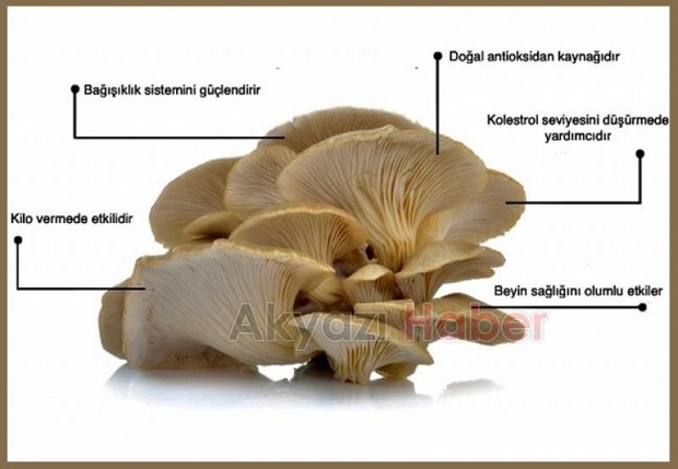 İstiridye mantarının faydaları