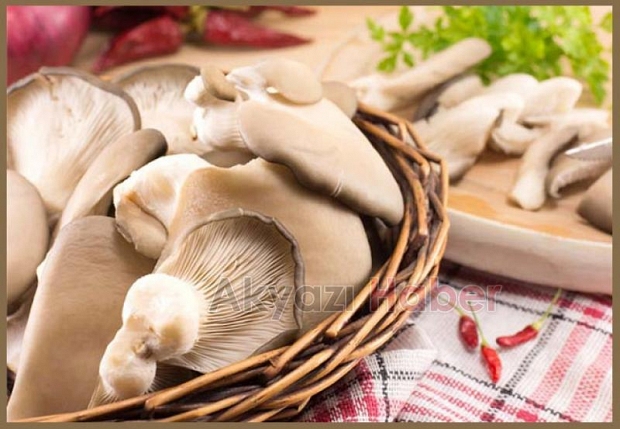 İstiridye mantarının faydaları