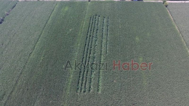 Jandarma 5486 Kök Kenevir Ele Geçirdi